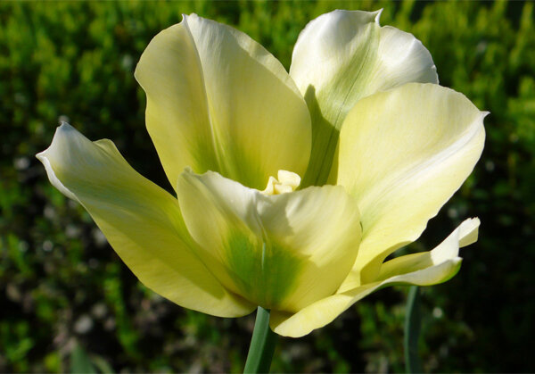 a043 ansichtkaart mano - tulp