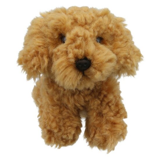 WB005041 Cockapoo - Wilberry Minis