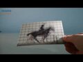 LP239 Wisselbeeldkaart - Muybridge Paard