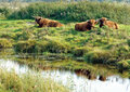 a085 ansichtkaart mano - koeien bij water