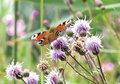 a081 ansichtkaart mano - vlinder op distel