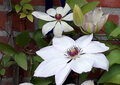 a067 ansichtkaart mano - clematis