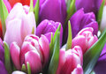 a042 ansichtkaart mano - tulpen roze paars