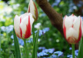 a040 ansichtkaart mano - vergeetmenietjes en tulpen