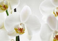 a038 ansichtkaart mano - orchidee