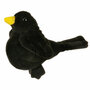 PC020224 Blackbird merel - vingerpop