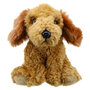 WB001605 Cockapoo (Golden) - Wilberry Favourites